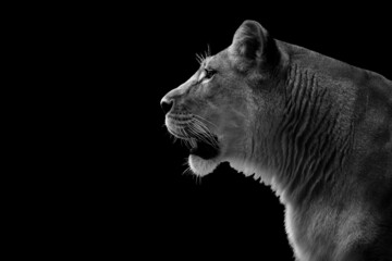 Black and white portrait lioness.