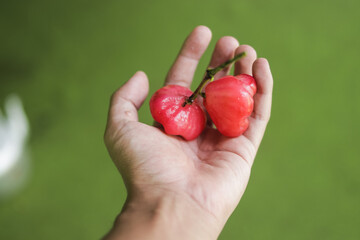 Fresh ripe red rose apples hanging on hand. Also know as jambu air Merah (Syzygium aqueum), jambu...