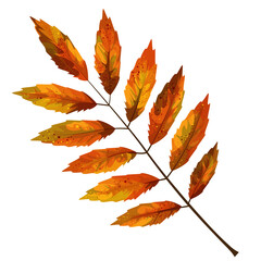 Naklejka na ściany i meble Vector realism of a stylized autumn leaf on a white background. EPS 10. Concept. Cartoon