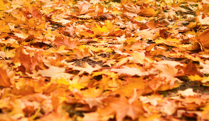 Red and orange autumn leaves background. Outside. Colorful image of fallen autumn leaves. Space for text.