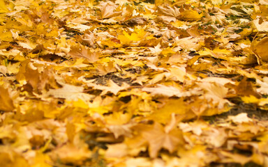 Autumn background. Yellow maple leaves lie on the grass.