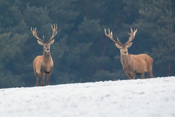 Two red deer, cervus elaphus, standing on snowy field in wintertime. Pair of antlered mammals observing on white pasture. Alert stags staring on snow.