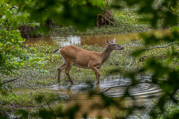 Female deer walking in the water