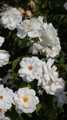 Flower Closeups of Beautiful Roses of Several Colors from multiple Species!