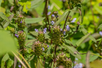 Heal-all plant closeup