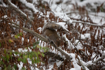 Eastern Gray Squirrel Jumping to the Ground