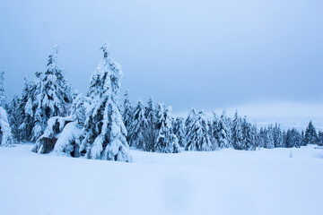 Coniferous trees swaying under a layer of snow. Forest covered with snow. Clody winter sky.