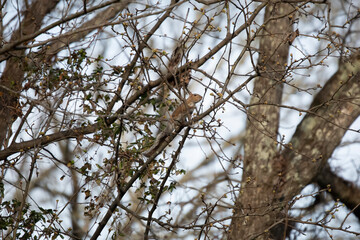 Eastern Gray Squirrel Climbing