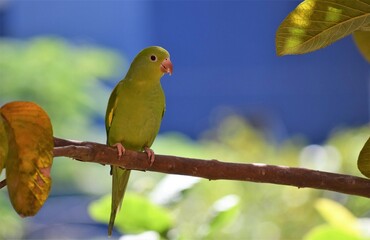 periquito-de-encontro-amarelo