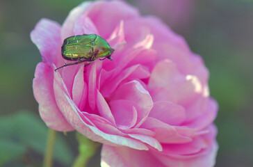 bug on a flower