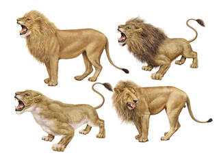 lion, lionne, animal,  groupe, deux, chaton, félin,  fauve, groupe, fond blanc, mammifère,, debout, sauvage, afrique, dangereux, 