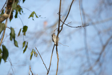 Female Downy Woodpecker on a Vine