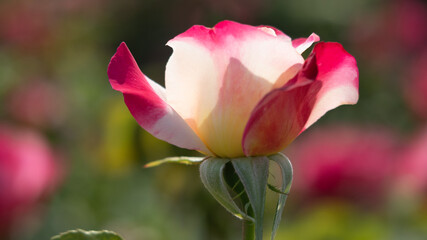 Flower Closeups of Beautiful Roses of Several Colors from multiple Species!