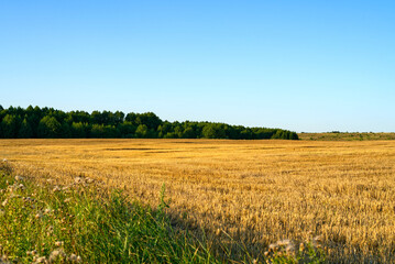 A field after harvesting on a bright sunny day and in the distance you can see a dense forest.
