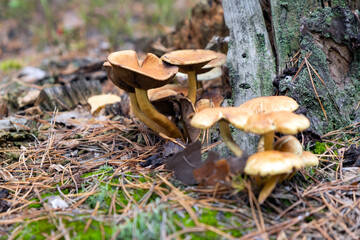 Close-up mushrooms in wild forest under tree in pine needles. Autumn in forest. Mushroom picking season. Danger of poisonous mushrooms. Selective focus.