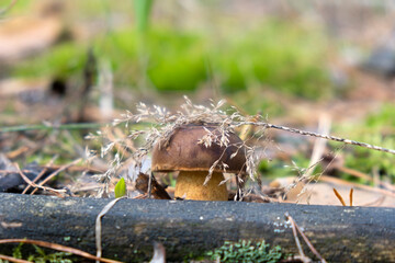 Close-up small white mushroom in wild forest under the sun in spruce needles. Fall mushroom harvesting season. Edible mushroom.