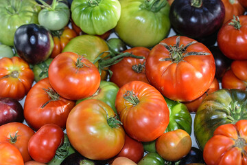 Homemade tomatoes of different varieties from the greenhouse.