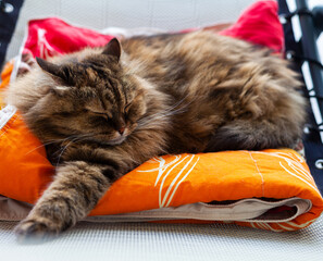 Cute brown cat with long hair in relax on a colored blanket