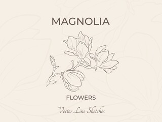 magnolia flowers sketch illustration. hand drawn vector element for greeting card and invitation design. © Назарій