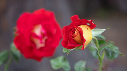 Flower Closeups of Beautiful Roses of Several Colors from multiple Species!