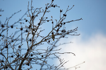 Majestic, Hidden Cedar Waxwing