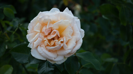 Flower Closeups of Beautiful Roses of Several Colors from multiple Species!