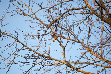 Cedar Waxwing Landing