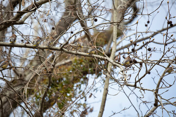 Flock of Cedar Waxwings