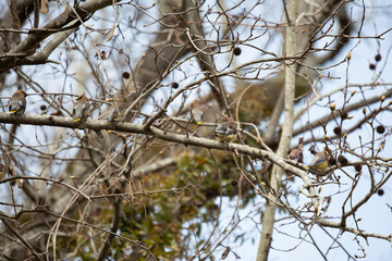 Flock of Cedar Waxwings