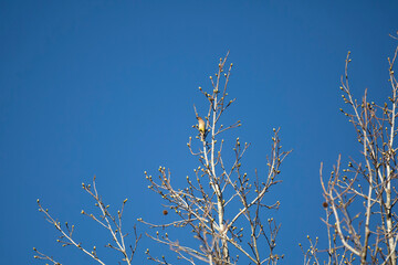 Curious Cedar Waxwing