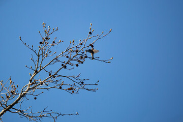 Cedar Waxwing Foraging