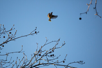Cedar Waxwing in Flight