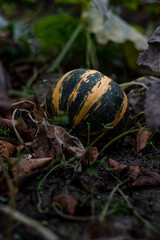 a small striped pumpkin is lying in the garden. autumn weather