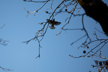 Cedar Waxwing Landing on a Limb