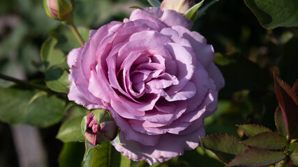 Flower Closeups of Beautiful Roses of Several Colors from multiple Species