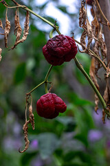 red wrinkled sweet pepper hanging on a branch on a blurry background