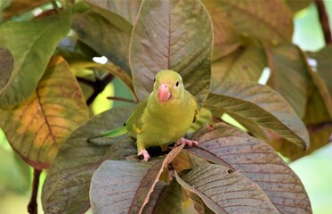 periquito-de-encontro-amarelo  nas folhas