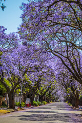 Purple blue Jacaranda mimosifolia bloom in Johannesburg and Pretoria street during spring in October in South Africa