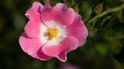 Flower Closeups of Beautiful Roses of Several Colors from multiple Species!