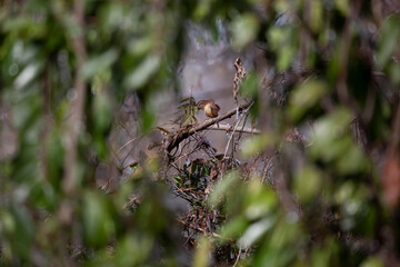 Carolina Wren Grooming