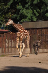 Żyrafa idzie z zebrą w ZOO