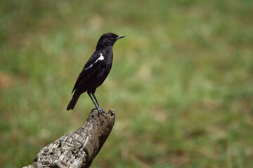 Sooty Chat - Myrmecocichla nigra, an African songbird of the chat subfamily, black bird with white parts on the branch in savannah in Kenya
