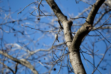 Carolina Chickadee on a Limb