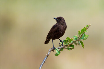 Northern Anteater-chat - Myrmecocichla aethiops dark bird in Muscicapidae on the branch, lives in dry savanna, subtropical or tropical dry lowland grassland, and subtropical or high-altitude grassland