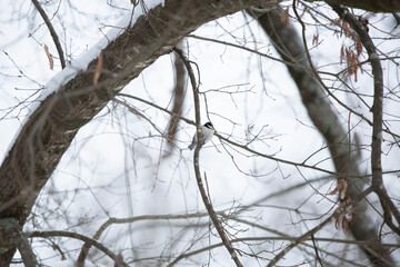Carolina Chickadee on a Branch