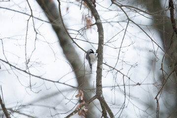 Carolina Chickadee Snacking during Snow