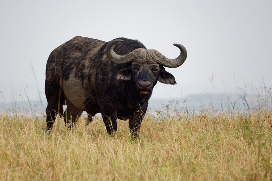 African Buffalo - Syncerus caffer or Cape buffalo is a large Sub-Saharan African bovine. Portrait in the savannah in Masai Mara Kenya, big black horny mammal on the grass, front view
