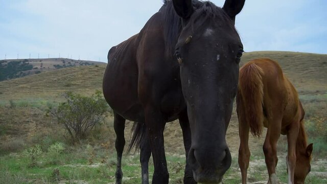 Horses roam the pasture run green, powerful uav otion ultrahd mare, racecourse. 4k from lifestyle, strong quadcopter hoof white farmhouse gallop