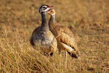 White-bellied Bustard or white-bellied korhaan - Eupodotis senegalensis an African species of big...