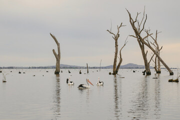 Water scene with pelicans and dead tree stumps. Kow Swamp, Victoria Australia